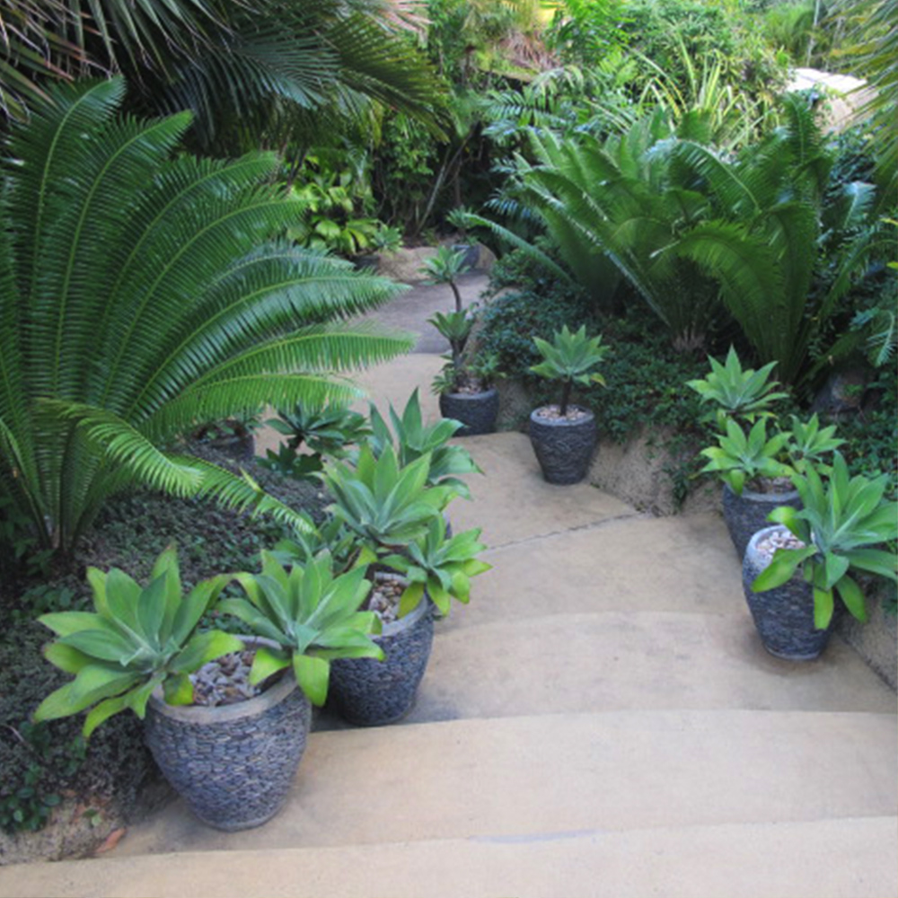 Pathway through Fernery at Villa Botanica